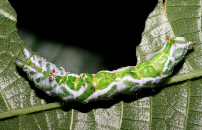 Figura 8. <i>Malocampa mephitis</i></i> (Notodontidae) último estadio, posición dorsal, Los Almendros, Quebrada Serrano. Voucher 06-SRNP-23382-DHJ424924.jpg.