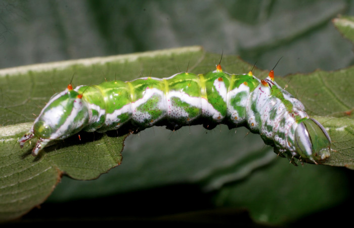 Figura 1. <i>Malocampa mephitis</i></i> (Notodontidae) último estadio, posición lateral, Los Almendros, Quebrada Serrano. Voucher  06-SRNP-23382-DHJ424926.jpg.