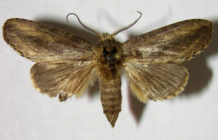 Figura 13. Adulto macho de <i>Malocampa mephitis</i></i> (Notodontidae) vista dorsal. Voucher 07-SRNP-2811-DHJ377344.jpg.