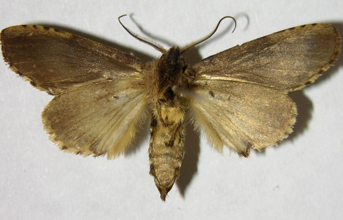 Figura 14. Adulto macho de <i>Malocampa mephitis</i></i> (Notodontidae) vista ventral. Voucher 07-SRNP-2811-DHJ377345.jpg.