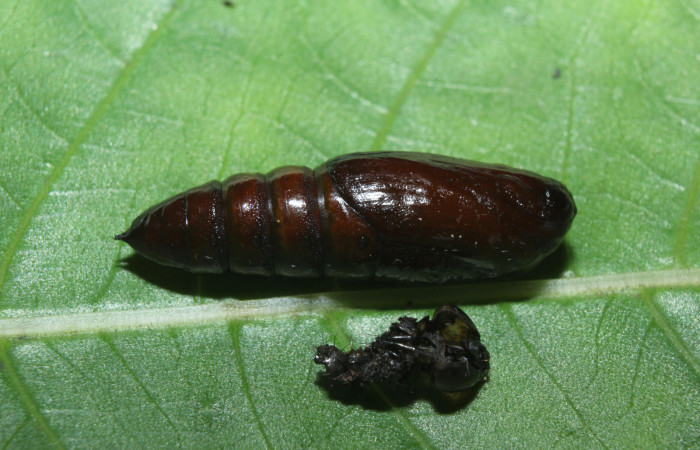 Figura 10. Pupa de <i>Malocampa mephitis</i></i> (Notodontidae) posición lateral. Estación Quica, Medrano. Voucher 14-SRNP-71729-DHJ726160.jpg.