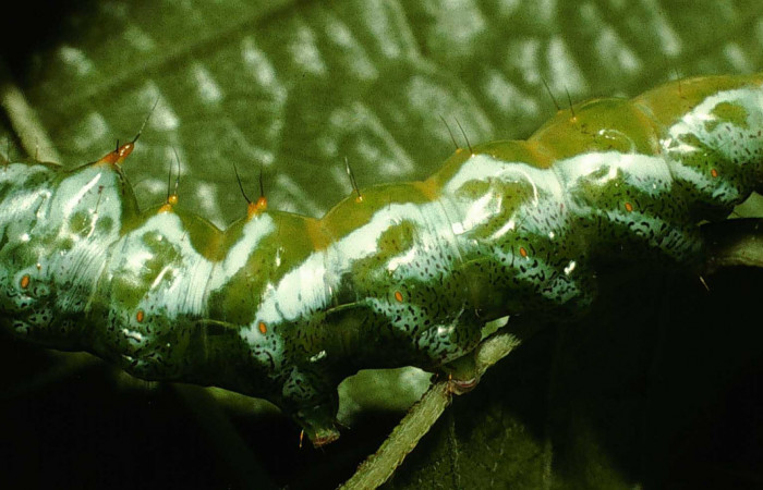Figura 6. <i>Malocampa mephitis</i></i> (Notodontidae) último estadio, posición lateral, Sector San Cristóbal, Vado Río Cucaracho. Voucher 98-SRNP-14771-DHJ47629.jpg.