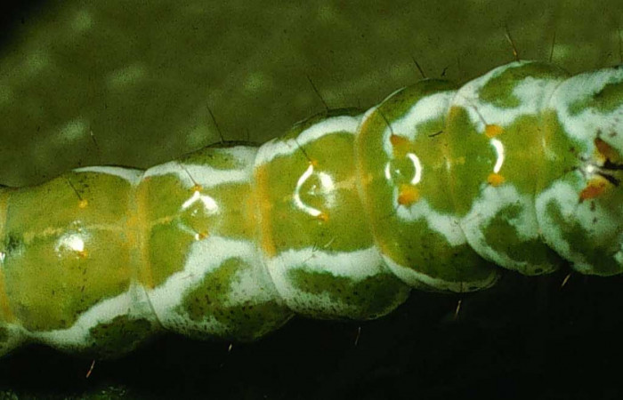 Figura 7. <i>Malocampa mephitis</i></i> (Notodontidae) último estadio, posición dorsal, Sector San Cristóbal, Vado Río Cucaracho. Voucher 98-SRNP-14771-DHJ47637.jpg.