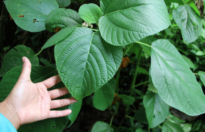 Figura 15. Planta hospedera <i>Urera caracasana</i></i> (Urticaceae) de <i>Malocampa mephitis</i></i> (Notodontidae) Estación San Gerardo. Foto, Gloria Sihezar. Junio 2016.