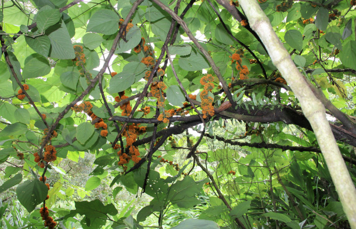 Figura 16. Planta hospedera <i>Urera caracasana</i></i> (Urticaceae) de <i>Malocampa mephitis</i></i> (Notodontidae) Estación San Gerardo. Foto, Gloria Sihezar. Junio 2016.