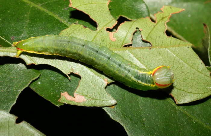  Larva en posición dorsal de <i>Hemiceras rufescens</i></i>  (Notodontidae), U estadio. Sector Cacao, Sendero Segundo. Voucher 11-SRNP-35676-DHJ489857.jpg.
