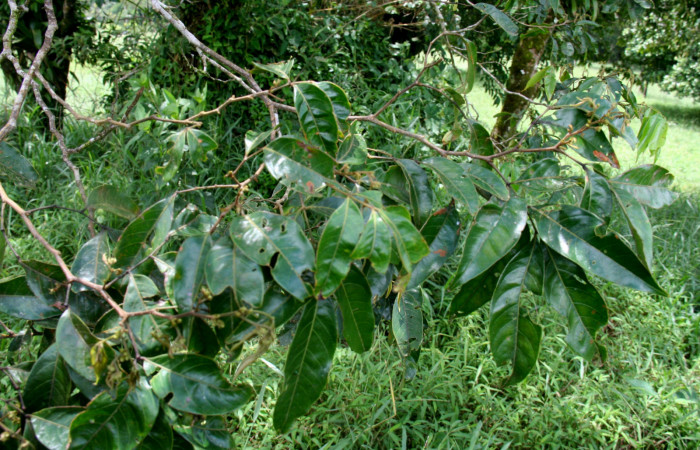 <i> Inga punctata</i></i> (Fabaceae), planta hospedera de <i>Hemiceras rufescens</i></i>  (Notodontidae). Sector San Cristóbal, Estación Biológica San Gerardo. Foto, Elda Araya, 1 Febrero 2019.
