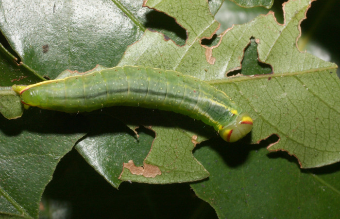  Larva en posición dorsal de <i>Hemiceras rufescens</i></i> (Notodontidae), U estadio. Sector Cacao, Sendero Segundo. Voucher 11-SRNP-35676-DHJ489856.jpg.