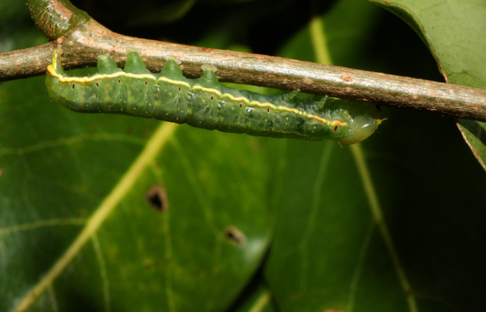 Larva en posición lateral de <i>Hemiceras rufescens</i></i>  (Notodontidae), U estadio. Sector Cacao, Sendero Segundo. Voucher 11-SRNP-11-SRNP-35676-DHJ489860.jpg.