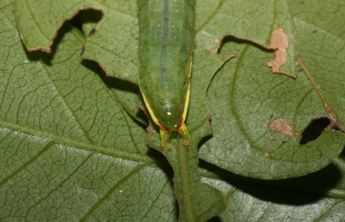 Cola en posición dorsal de <i>Hemiceras rufescens</i></i>  (Notodontidae), U estadio. Sector Cacao, Sendero Segundo. Voucher 11-SRNP-11-35676-DHJ489853.jpg.