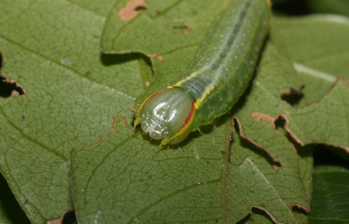Cabeza en posición frontal de <i>Hemiceras rufescens</i></i>  (Notodontidae), U estadio. Sector Cacao, Sendero Segundo. Voucher 11-SRNP-35676-DHJ489854.jpg.