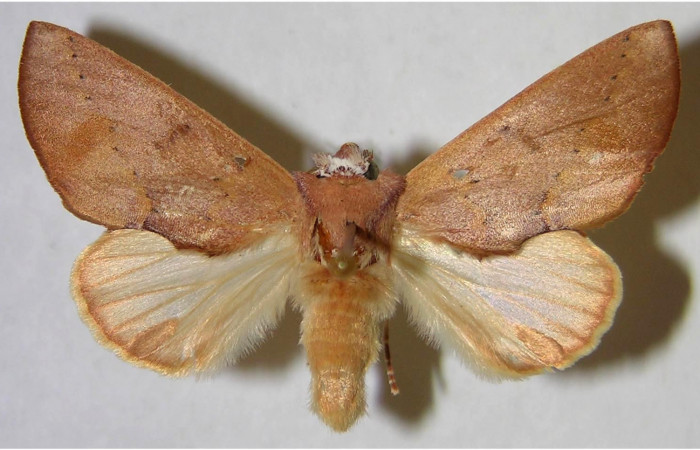  Adulto macho en posición dorsal de <i>Hemiceras rufescens</i></i>  (Notodontidae). Sector Pocosol, Quebrada Aserradero. Voucher 93-SRNP-8086-DHJ371582.jpg.
