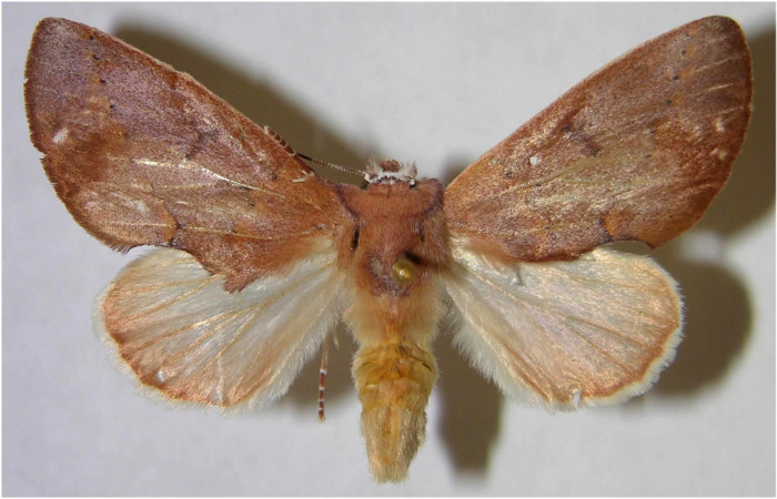 Adulto hembra en posición dorsal de <i>Hemiceras rufescens</i></i>  (Notodontidae). Sector Pocosol, Quebrada Aserradero. Voucher 93-SRNP-7736-DHJ371586.jpg.
