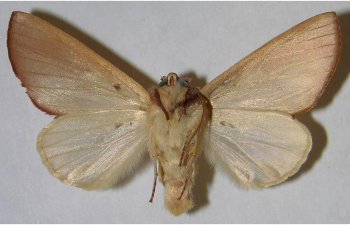 Adulto macho en posición Ventral de <i>Hemiceras rufescens</i></i>  (Notodontidae). Sector Pocosol, Quebrada Aserradero. Voucher 93-SRNP-8086-DHJ371583.jpg.