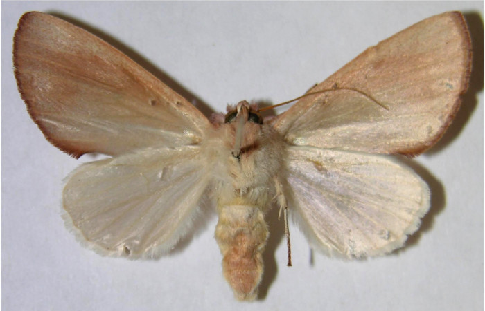 Adulto hembra en posición ventral de <i>Hemiceras rufescens</i></i>  (Notodontidae). Sector Pocosol, Quebrada Aserradero. Voucher 93-SRNP-7736-DHJ371587.jpg.
