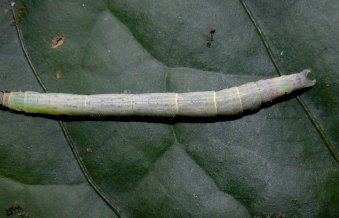 Fig.1 Larva <i>Antiblemma</i></i> Janzen98 en último estadío mostrando la parte dorsal.  Voucher: 04-SRNP-55255-DHJ402006.jpg