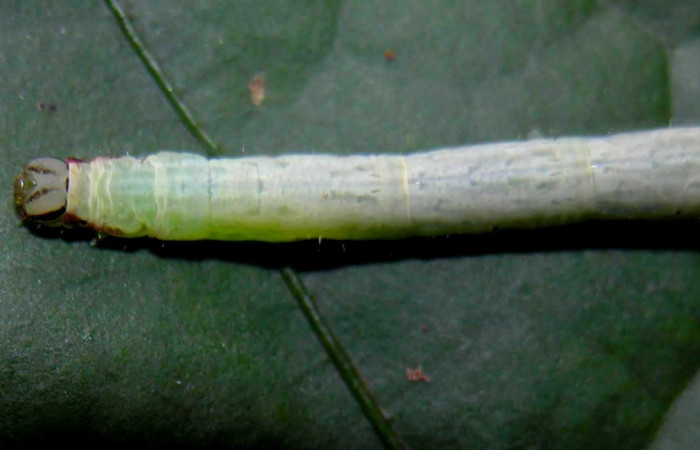 Fig .3  Larva <i>Antiblemma</i></i> Janzen98 en último estadio mostrando carácter importante de la especie. Voucher: 04-SRNP-55255-DHJ402007.jpg