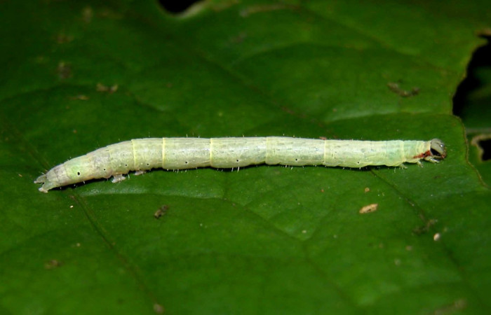 Fig. 4 Larva <i>Antiblemma</i></i> Janzen98 en último estadio mostrando rayitas de cada segmento.  Voucher:  04-SRNP-55255-DHJ402008.jpg