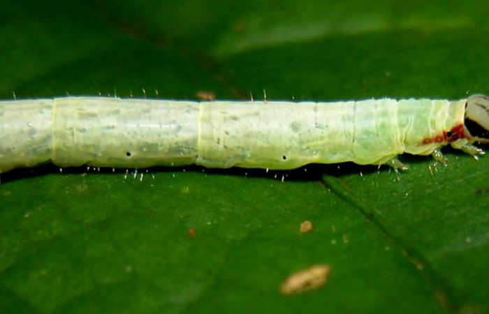 Fig. 5 Larva <i>Antiblemma</i></i> Janzen98  en último estadio mostrando color de primer segmento.  Voucher: 04-SRNP-55255-DHJ402009.jpg