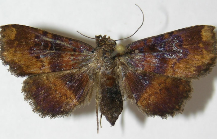 Fig.6 Adulto <i>Antiblemma</i></i> Janzen98 dorsal. Hembra. Voucher:  09-SRNP-32904-DHJ522262.jpg