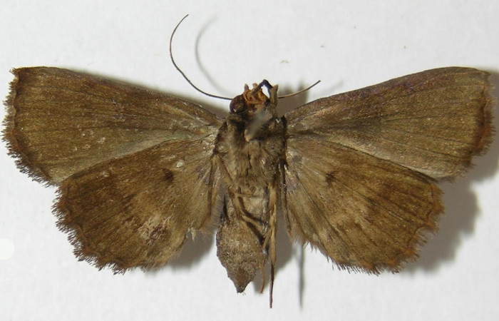 Fig.7 Adulto <i>Antiblemma</i></i> Janzen98 ventral. Hembra. Voucher: 09-SRNP-32904-DHJ522263.jpg