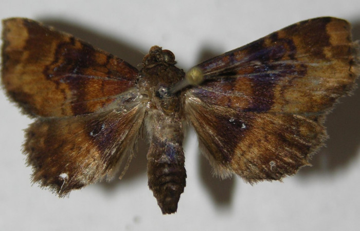 Fig.8 Adulto <i>Antiblemma</i></i>  Janzen98 dorsal. macho. Voucher:   13-SRNP-31686-DHJ597578.jpg