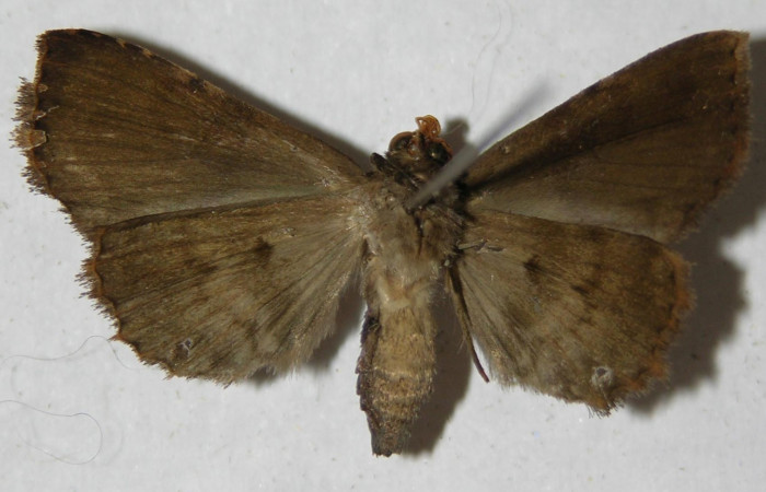 Fig.9 Adulto <i>Antiblemma</i></i> Janzen98 ventral. macho. Voucher:   13-SRNP-31686-DHJ597579.jpg