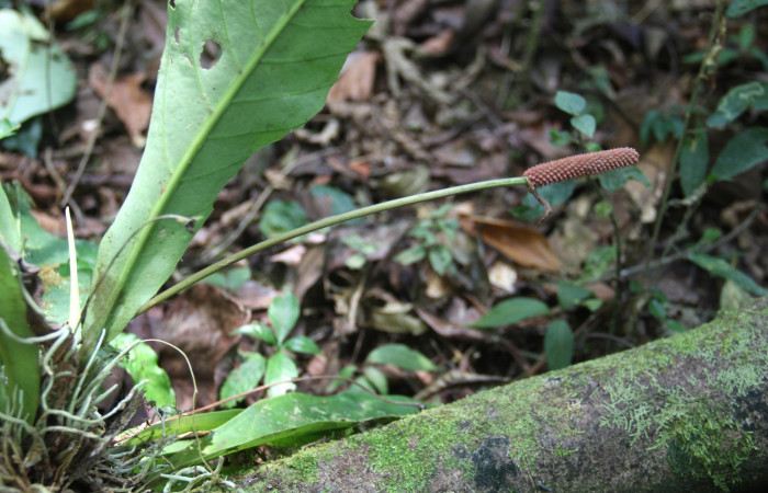 Espiga de <i>Anthurium ochranthum</i></i>,  Estación Pitilla, (ACG) Abril 2019.jpg