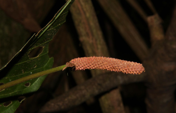 Espiga madura de  <i>Anthurium ochranthum</i></i>, Estación Pitilla, (ACG) Abril 2019.jpg