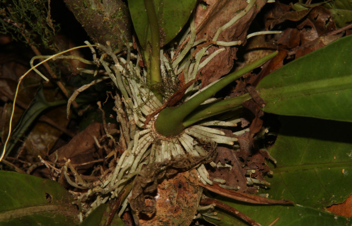 Forma de planta desde la raiz de  <i>Anthurium ochranthum</i></i>. Estación Pitilla, (ACG) Abril 2019. jpg