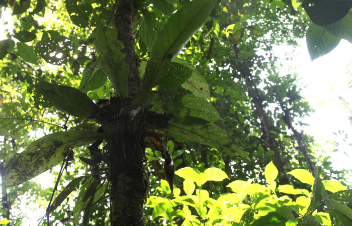Habito de planta <i>Anthurium ochranthum</i></i>, Habito de planta Anthurium,Estación Pitilla, (ACG) Abril 2019.jpg