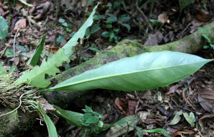 Hoja énves de  <i>Anthurium ochranthum</i></i> Estación Pitilla, (ACG) Abril 2019.jpg