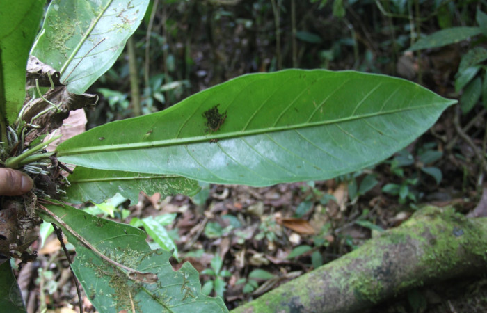 Hoja haz de <i>Anthurium ochranthum</i></i>, Estación Pitilla, (ACG) Abril 2019.jpg