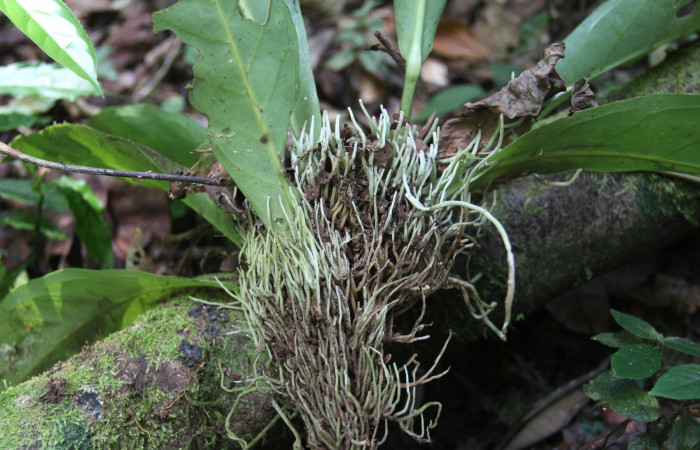 Planta de <i>Anthurium ochranthum</i></i> pegada a la corteza, Estación Pitilla, (ACG) Abril 2019.jpg