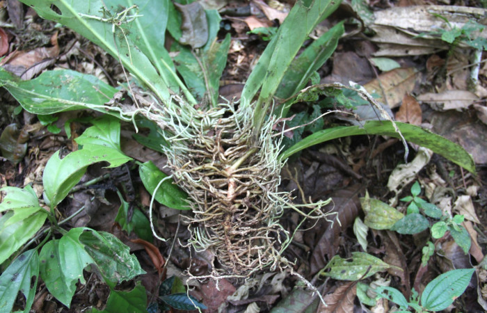 Presentación de raiz de  <i>Anthurium ochranthum</i></i> Estación Pitilla, (ACG) Abril 2019.jpg