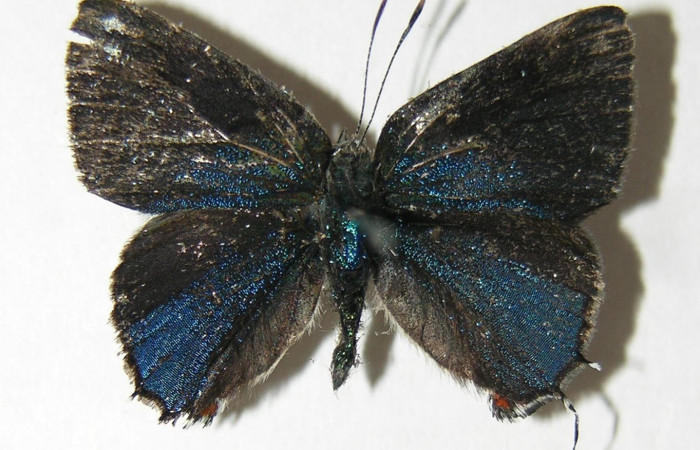 Figura 7. Adulto de <i>Nicolaea ophia</i></i> (Lycaenidae), vista dorsal, localidad Pasmompa Sector Pitilla ACG (440m). Voucher: 05-SRNP-30726-DHJ339404.jpg.