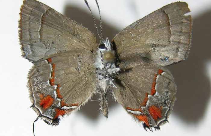 Figura 8. Adulto de <i>Nicolaea ophia</i></i> (Lycaenidae), vista ventral, localidad Pasmompa Sector Pitilla ACG (440m). Voucher: 05-SRNP-30726-DHJ339405.jpg.
