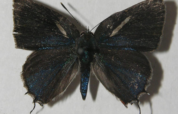 Figura 9. Adulto de <i>Nicolaea ophia</i></i> (Lycaenidae), vista dorsal, localidad Cafecito Sector Rincón Rain Forest ACG (455m). Voucher: 11-SRNP-81248-DHJ555532.jpg.