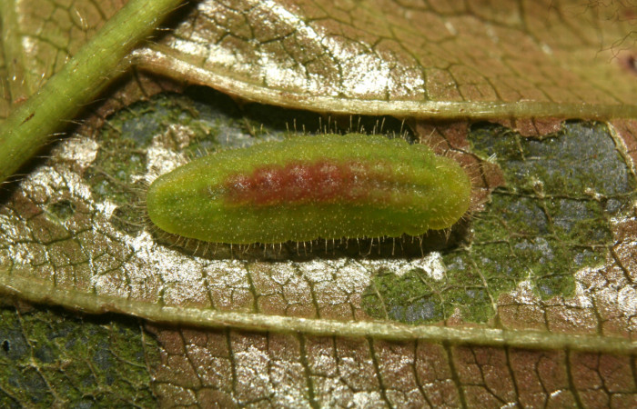 Figura 3. Larva <i>Nicolaea ophia</i></i> (Lycaenidae), penúltimo estadío (PU) vista dorsal, localidad Medrano Estación Biológica Quica Sector Pitilla ACG (380m). Voucher: 12-SRNP-72405-DHJ495833.jpg.