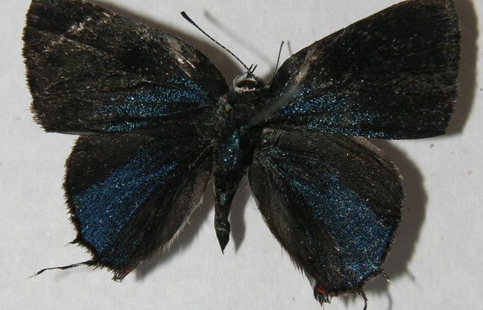 Figura 1. Adulto de <i>Nicolaea ophia</i></i> (Lycaenidae), vista dorsal, localidad Medrano Estación Biológica Quica Sector Pitilla ACG (380m). Voucher: 12-SRNP-72405-DHJ567436.jpg.