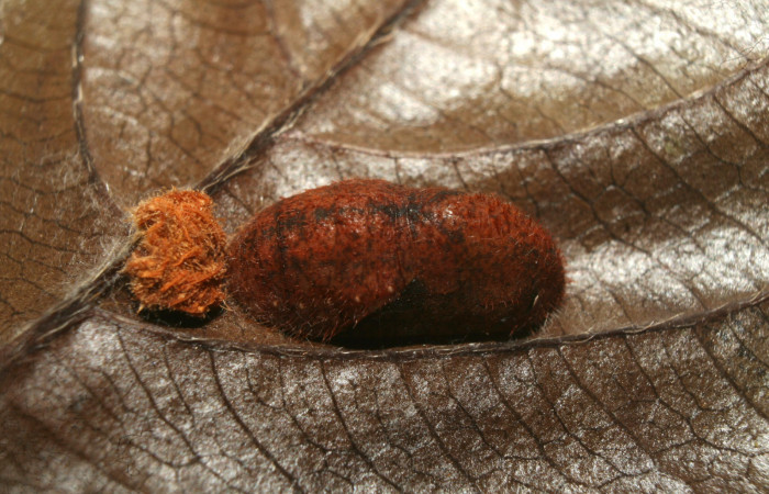 Figura 5. Pupa de <i>Nicolaea ophia</i></i> (Lycaenidae), vista dorsal, localidad Medrano Estación Biológica Quica Sector Pitilla ACG (380m). Voucher: 12-SRNP-72448-DHJ702041.jpg.