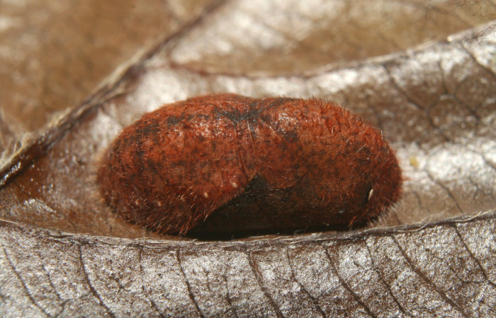 Figura 6. Pupa de <i>Nicolaea ophia</i></i> (Lycaenidae), vista dorsal, localidad Medrano Estación Biológica Quica Sector Pitilla ACG (380m). Voucher: 12-SRNP-72448-DHJ702044.jpg.