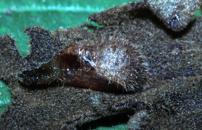 Figura 13. Restos de pupa donde nació parásito chalJanzen01 Janzen01 (Chalcididae) que ataca <i>Nicolaea ophia</i></i> (Lycaenidae), localidad Molina Estación Biológica Quica Sector Pitilla ACG (465m). Voucher: 14-SRNP-70432-DHJ720861.jpg.