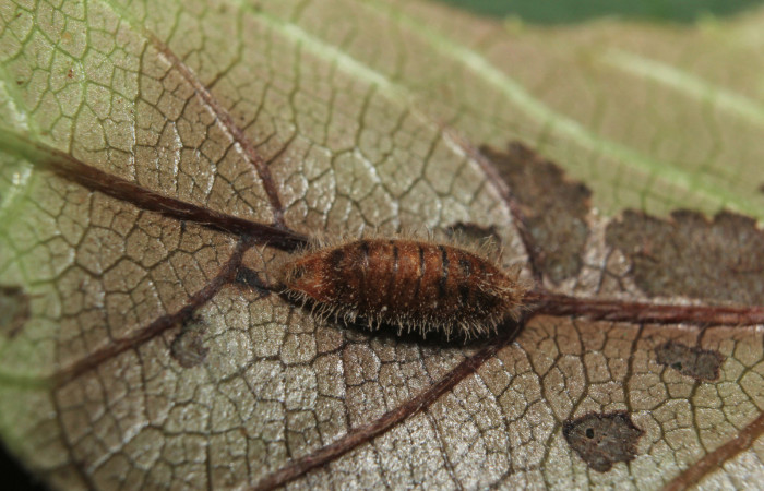 Figura 11. Momia de parásito Ichneumonidae de <i>Nicolaea ophia</i></i> (Lycaenidae), vista dorsal, localidad Medrano Estación Biológica Quica Sector Pitilla ACG (380m). Voucher: 14-SRNP-71010-DHJ723145.jpg.