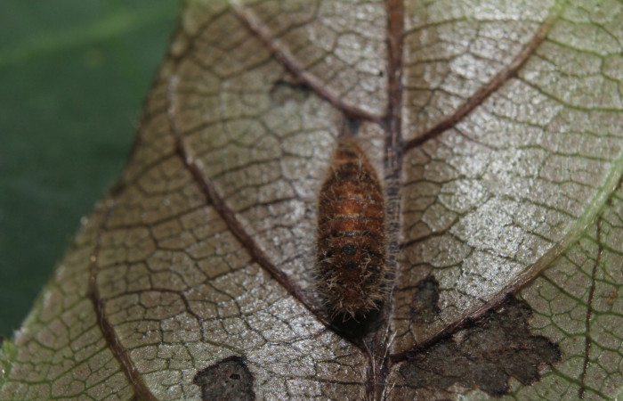 Figura 12. Momia de parásito Ichneumonidae de <i>Nicolaea ophia</i></i> (Lycaenidae), vista dorsal, localidad Medrano Estación Biológica Quica Sector Pitilla ACG (380m). Voucher: 14-SRNP-71010-DHJ723147.jpg.