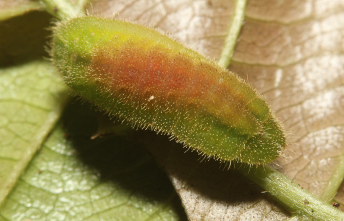 Figura 4. Larva <i>Nicolaea ophia</i></i> (Lycaenidae), último estadío (U) vista dorsal, localidad Sendero Bromelias Sector Rincón Rain Forest ACG (500m). Voucher: 17-SRNP-27578-DHJ731513.jpg.