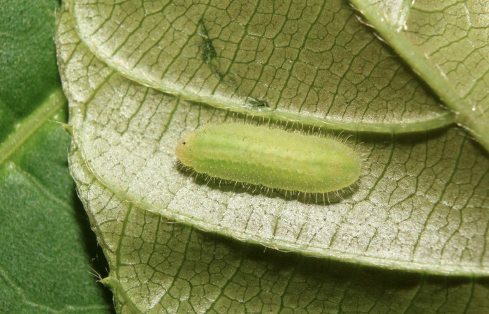 Figura 2. Larva <i>Nicolaea ophia</i></i> (Lycaenidae), penúltimo estadío (PU) vista dorsal, localidad Estación Biológica Quica Sector Pitilla ACG (470m). Voucher: 17-SRNP-71523-DHJ738132.jpg.