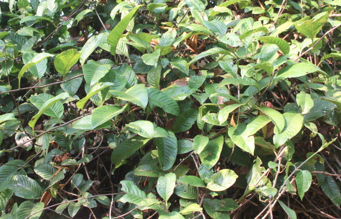 Figura 15. Planta hospedera de <i>Nicolaea ophia</i></i> (Lycaenidae), esta planta se llama <i>Davilla nitida</i></i> (Dilleniaceae), localidad Estación Biológica Quica Sector Pitilla ACG (470m), foto: Ricardo Calero 23 Abril 2019.