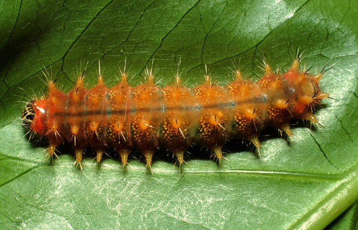 Figura 11.  Larva de <i>Emesis</i></i> mandanaDHJ01 vista dorsal. (01-SRNP-1529-DHJ63146)