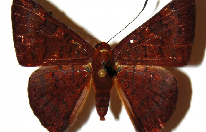 Figura 1.  Adulto de <i>Emesis mandana</i></i> (Macho) vista dorsal (01-SRNP-17325-DHJ308078)